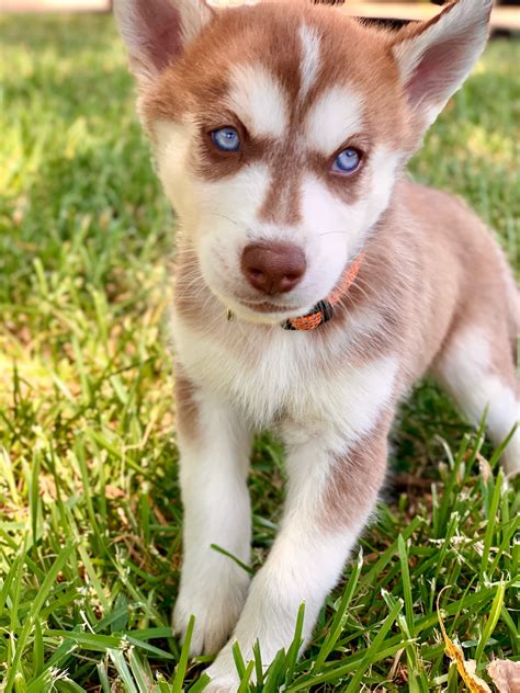 8 out. . Husky puppy for sale near me